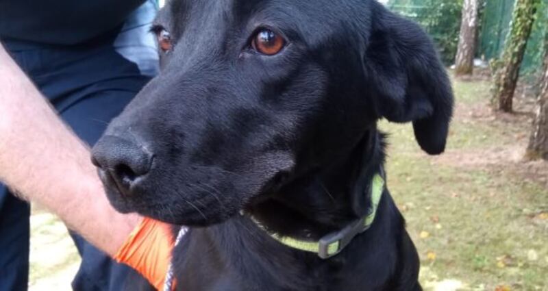 One of the dogs recovered by gardaí following the operation. Photograph: An Garda Síochána Facebook page