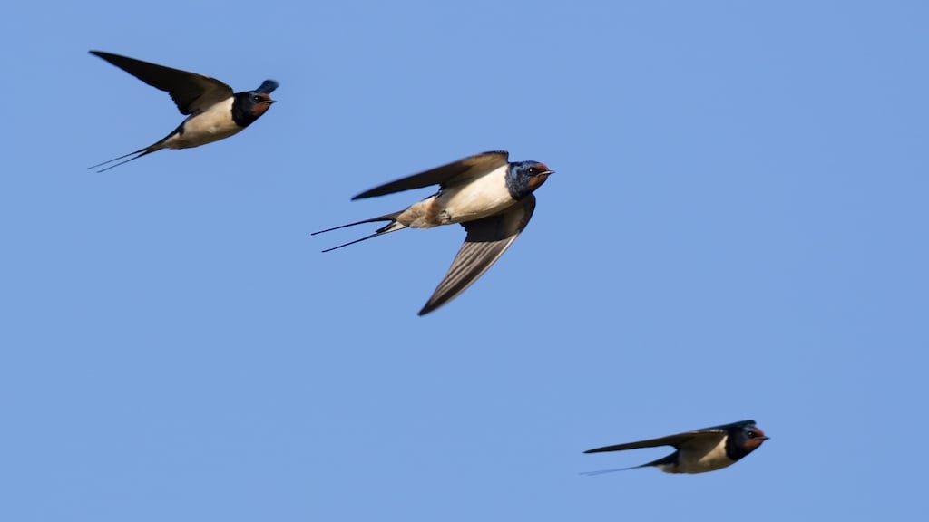 Swallows are among the species ‘falling out of the sky’ as part of a mass die-off across New Mexico, Colorado, Texas, Arizona and farther north into Nebraska. Photograph: iStock
