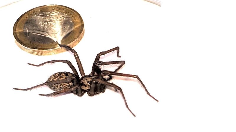 The false widow spider, Steatoda bipunctata