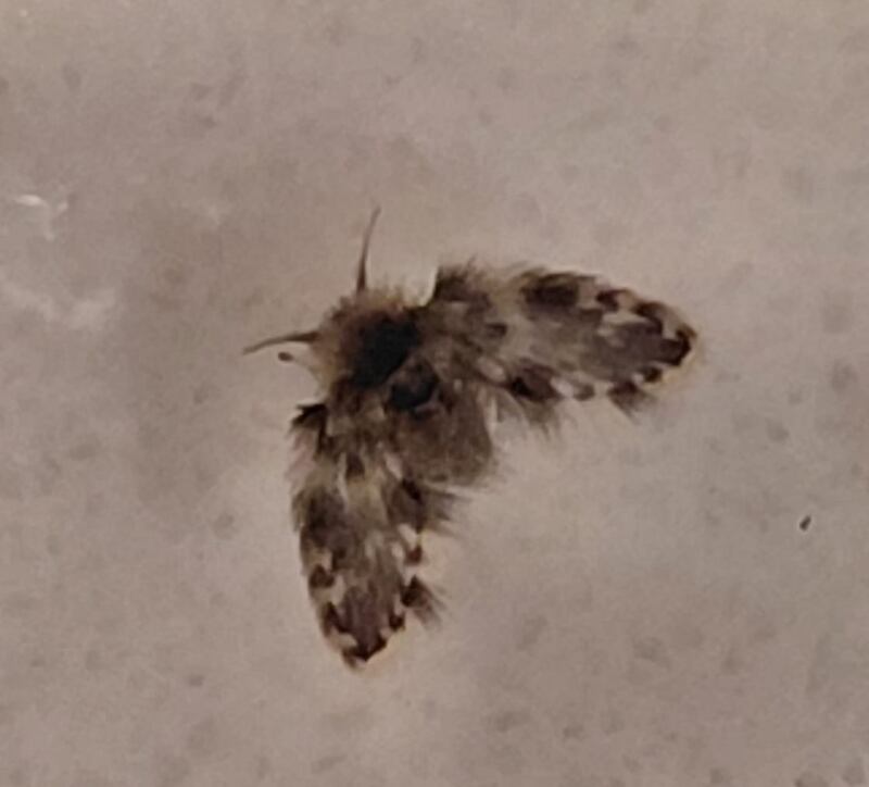 A tiny fly known as an owl midge or a hairy moth fly – a member of the family Psychodidae, of which we have 60 species in Ireland. Photograph: Denis and Catherine Healy, Salthill, Galway