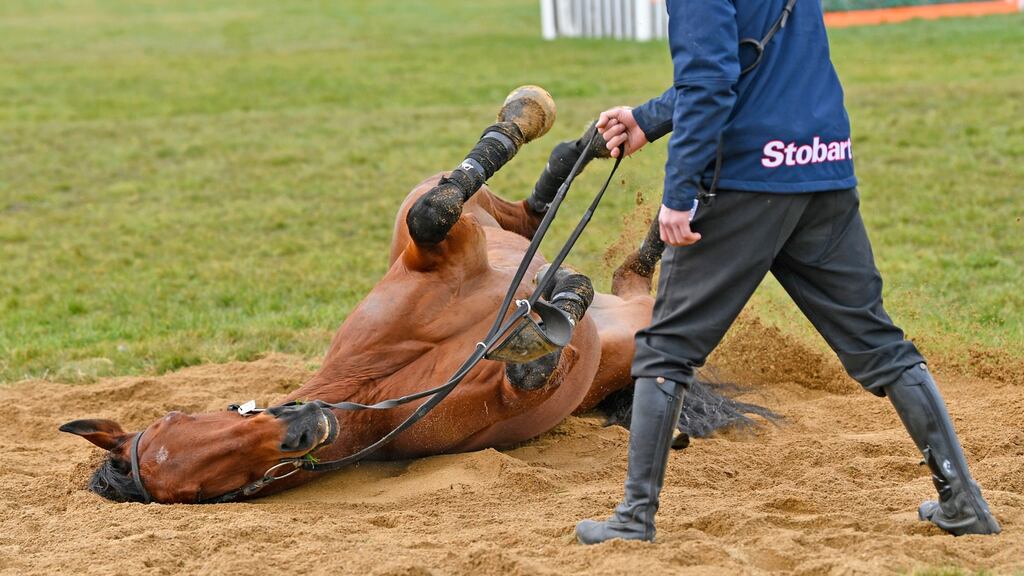 Envoi Allen has a roll around after arriving at Prestbury Park ahead of the Cheltenham Festival. Photo: Francesca Altoft/Inpho