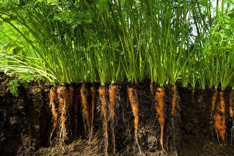 ‘I cherish the topsoil that feeds our family’