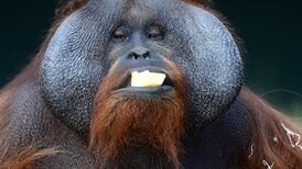 Raw fish, rose petals and frozen mice: feeding time at Dublin Zoo