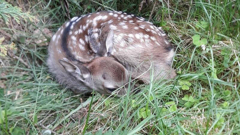 A day-old silka fawn