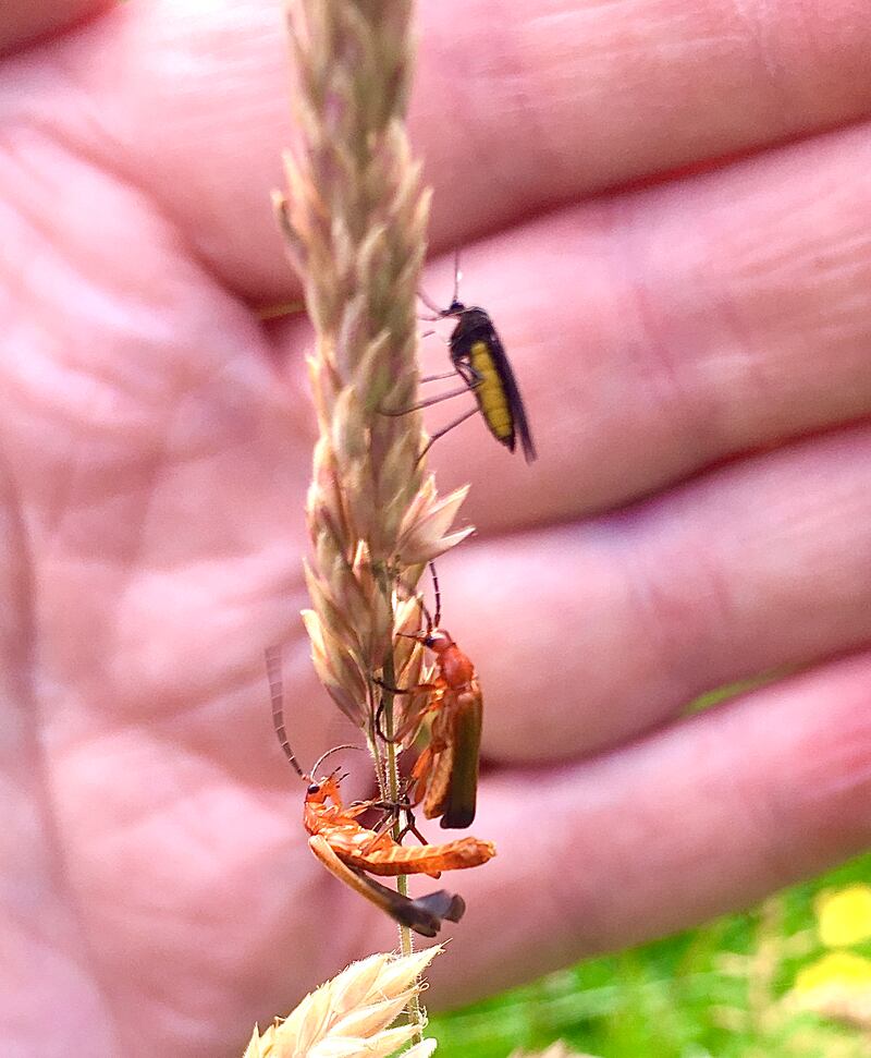 Common red soldier beetle. Photograph supplied by Paul Connolly
