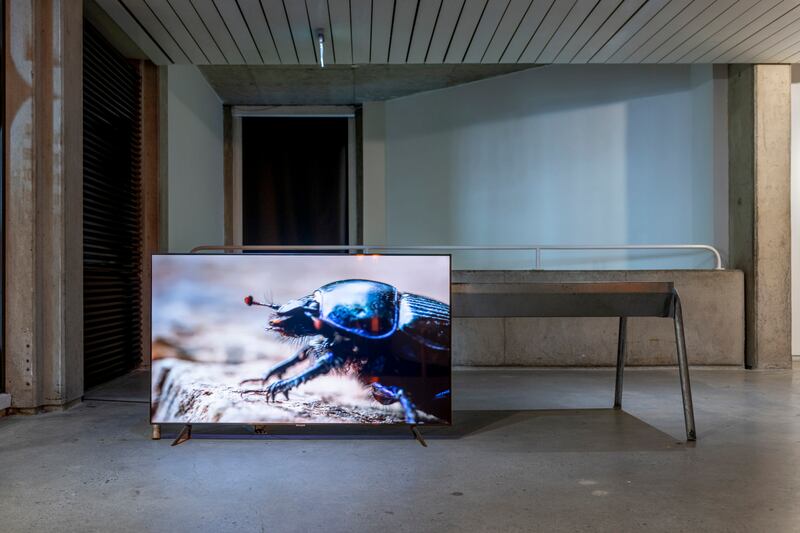 The Quickening by Deirdre O'Mahony. Photograph: Louis Haugh