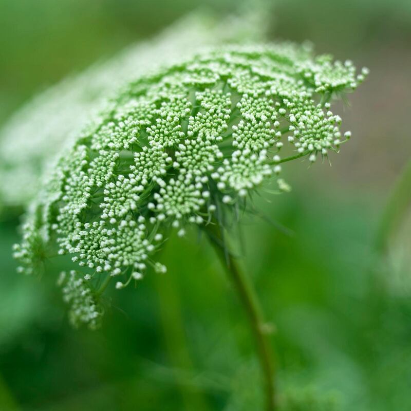 Close-up of the  flower of Ammi visnaga. Photograph: Richard Johnston