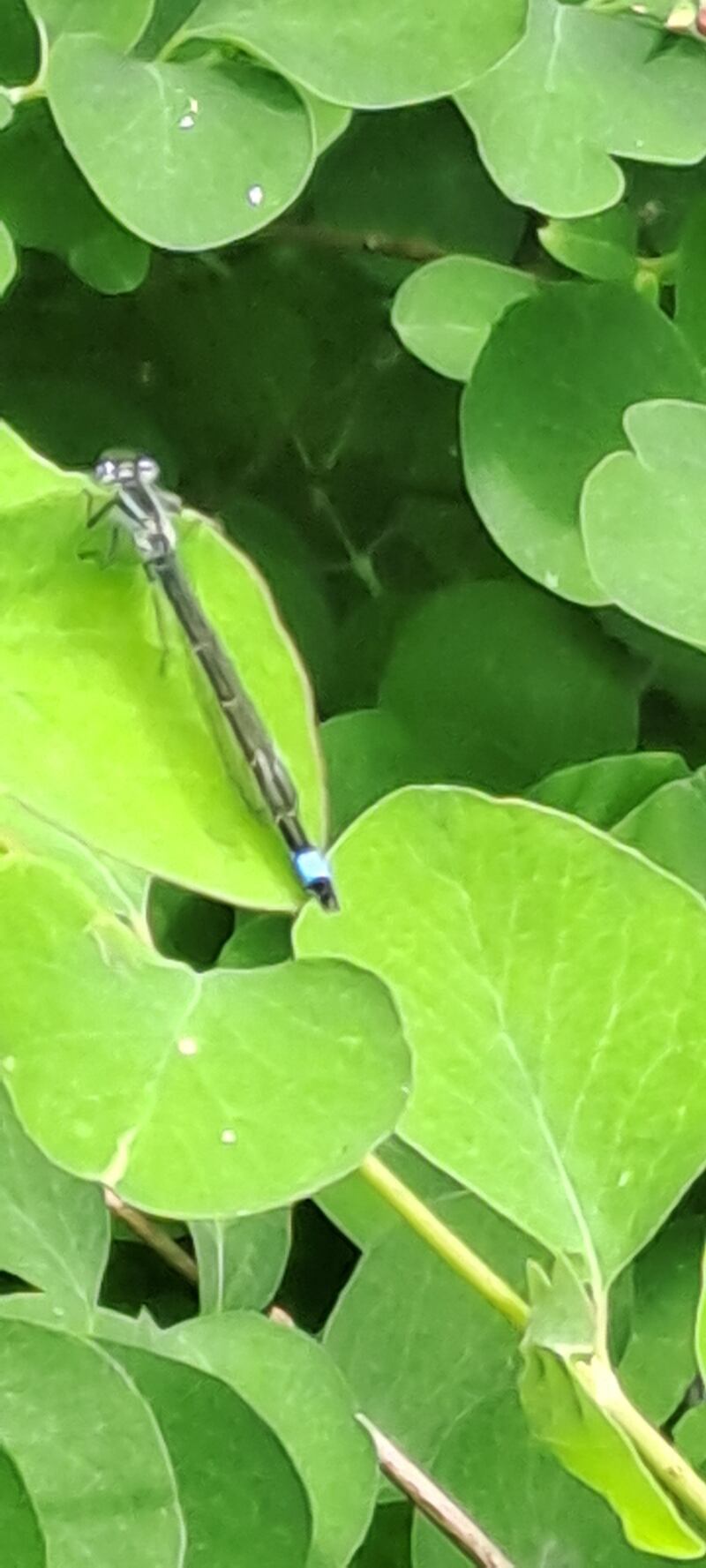 Damselfly. Photograph supplied by Paddy O'Mahony
