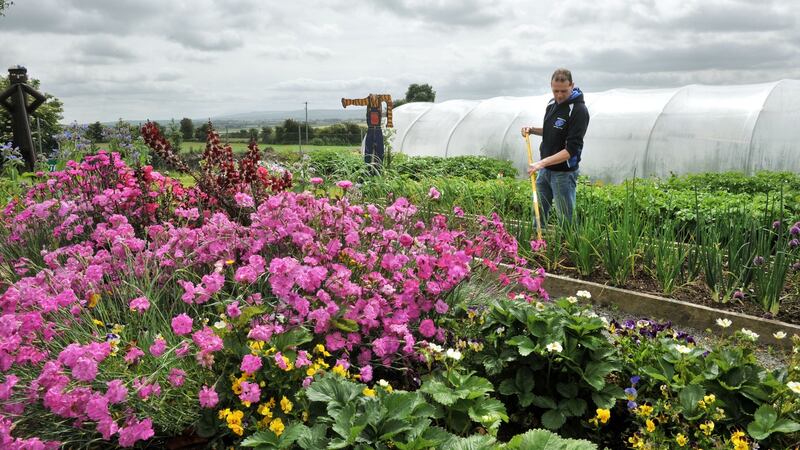 Community volunteer Pat Lynch  tending the community allotments in Kildorrery, Co Cork. Photograph:  Daragh Mc Sweeney/Provision