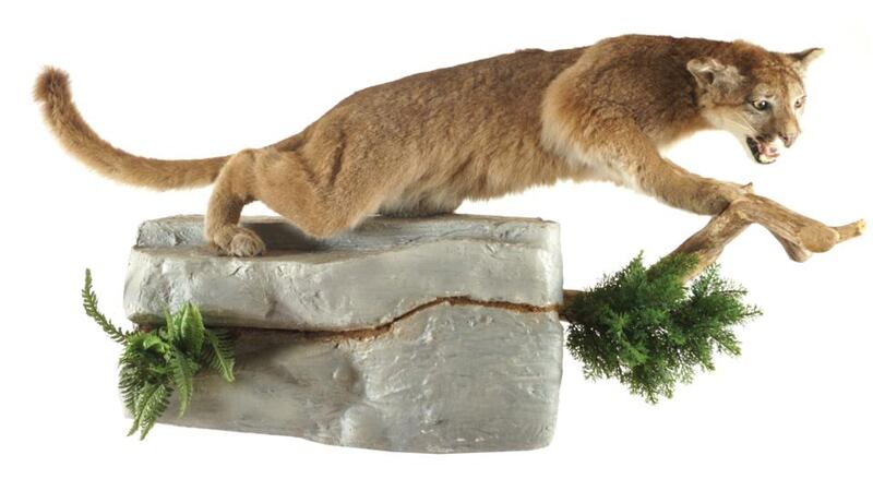 A stuffed young puma, probably from South America,  is guiding at €1,500-€2,500