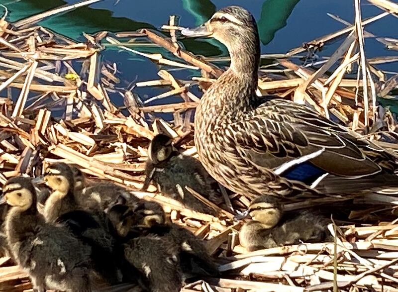 Mallard and ducklings
