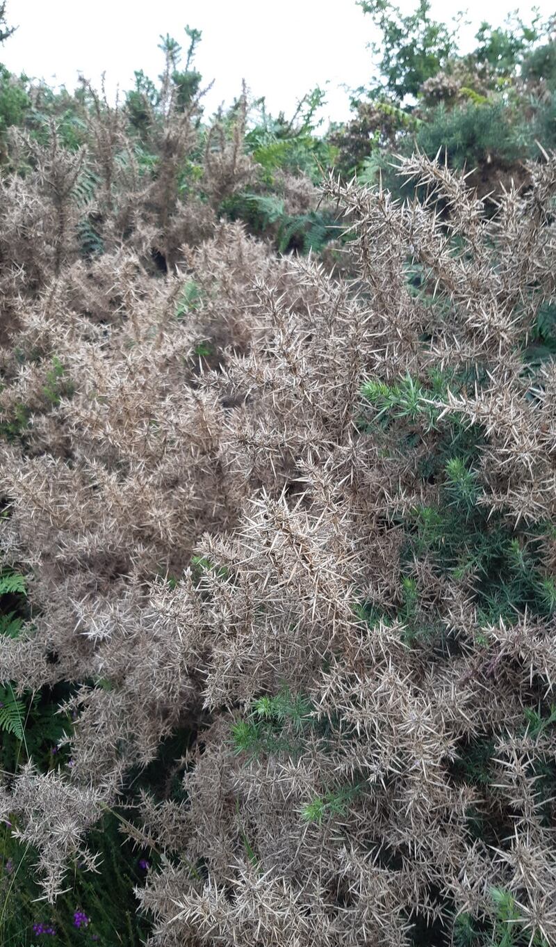 Gorse