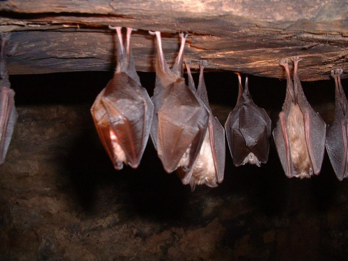 Milder and shorter winters due to climate warming are forcing some bat ...