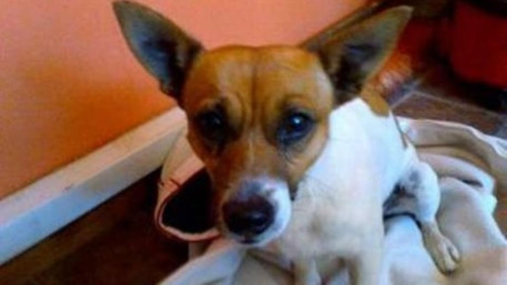 Cork’s Lord Mayor has donated towards a reward to find the killers of a family dog found with its throat slit in Mayfield, Cork