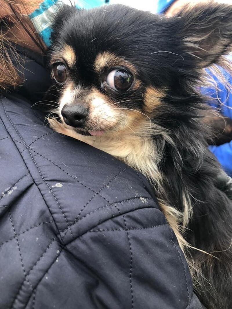 Dog seized by gardaí and animal welfare officers