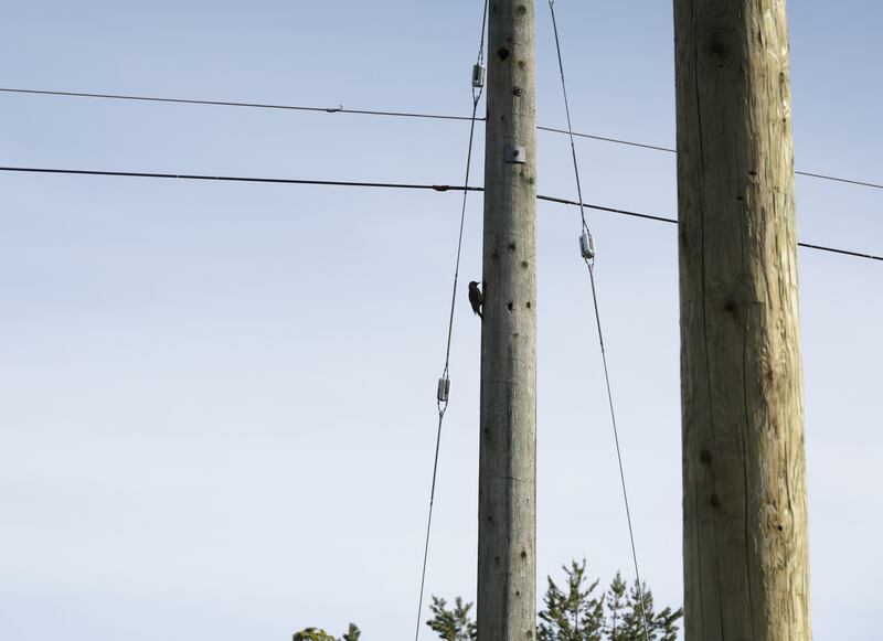 A woodpecker drills on a telephone pole in British Columbia, Canada. Photograph: Getty
