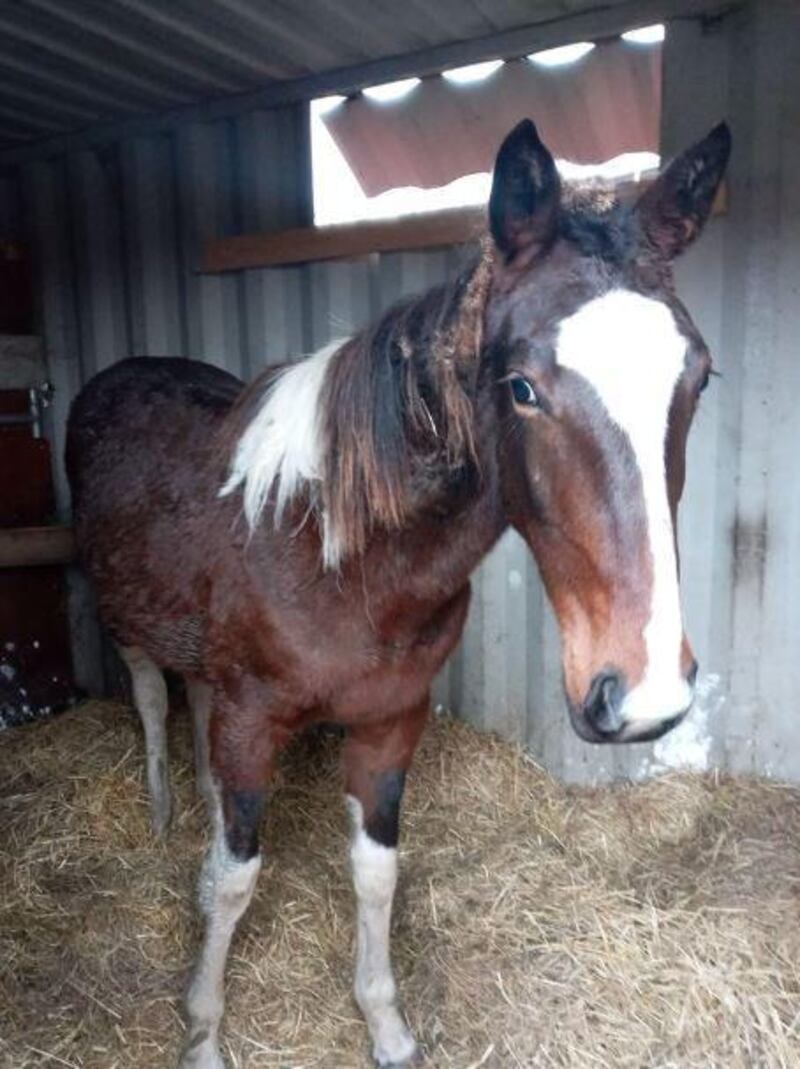 A horse recovered in north Dublin by gardaí. Photograph: An Garda Síochána/Facebook