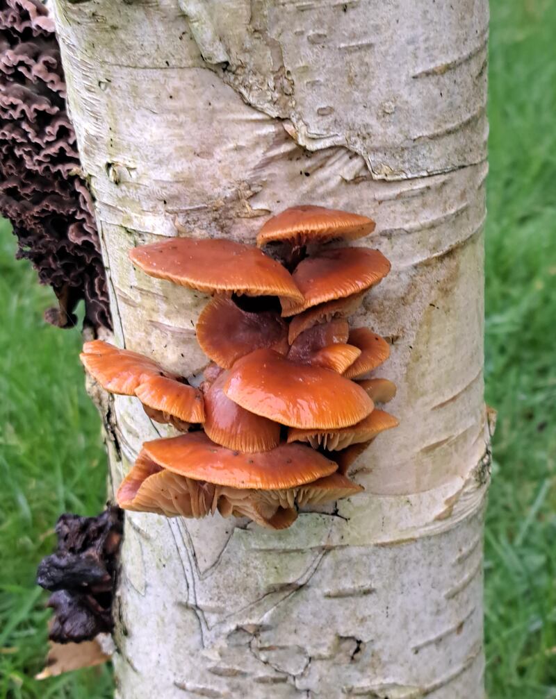 This fungus looks like Flammulina velutipes - Velvet Shank. It is a pity the photo doesn’t show the critical feature - the stem/stipe - which is blackish in this species. Photograph: Frank Rafter