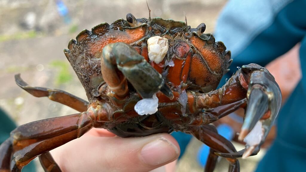 Shore crab. Photograph supplied by Chris Wright