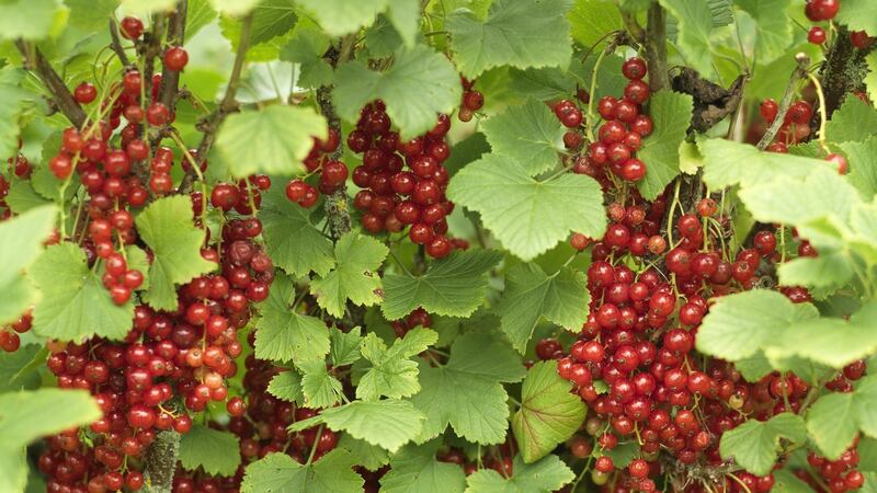 Suitable candidates for hardwood cuttings include roses, philadelphus, buddleia, elder, cornus, forsythia, jasmine, Vitis, honeysuckle, willow and varieties of fruit including currants (above)