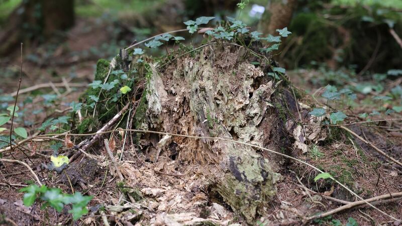 Decomposition of wood and the associated recycling of the nutrients are among the most important processes to take place in forests. Photograph: Dara Mac Dónaill