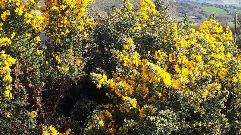 Wicklow in May: the vague hint of coconut in the fragrance of the bright yellow gorse bursting from the hedgerows