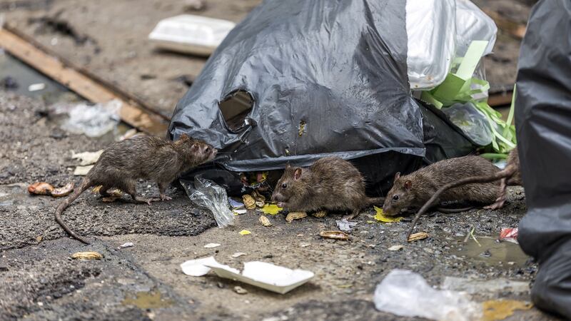 Do you want to prevent a rodent infestation? Follow these steps. Photograph: iStock