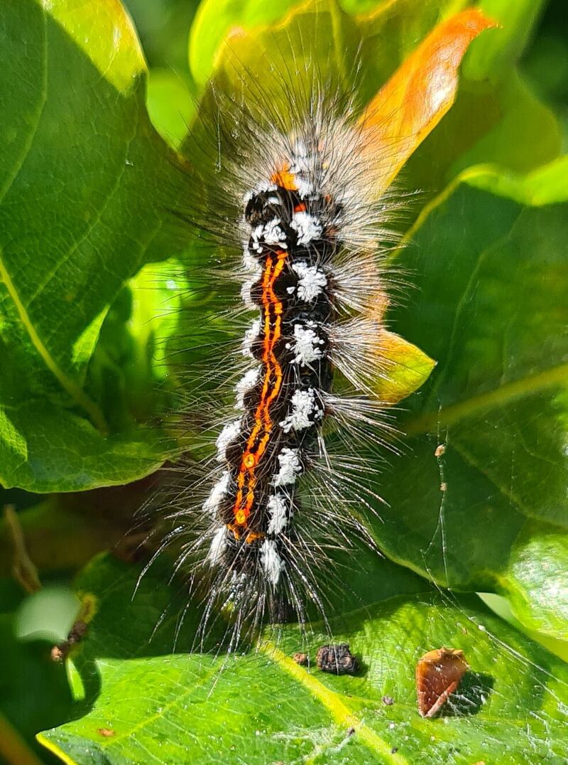 Yellowtail caterpillar. Photograph: Eithne Cavanagh