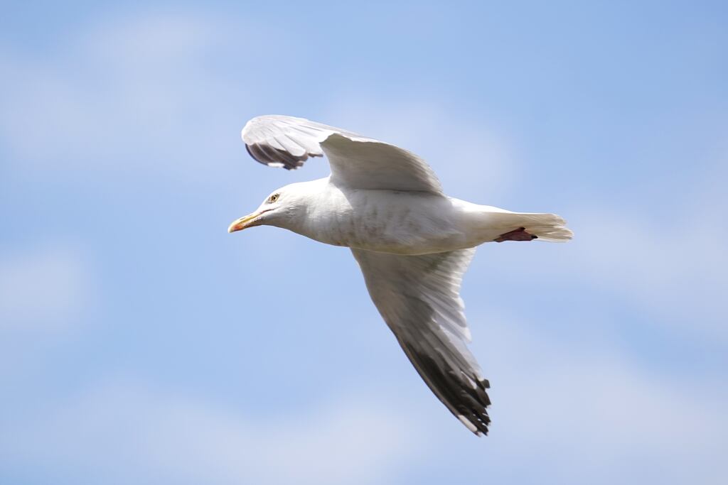 Seabird breeding on Irish and British coasts have declined over the last 20 years. Photograph: David Davies/PA