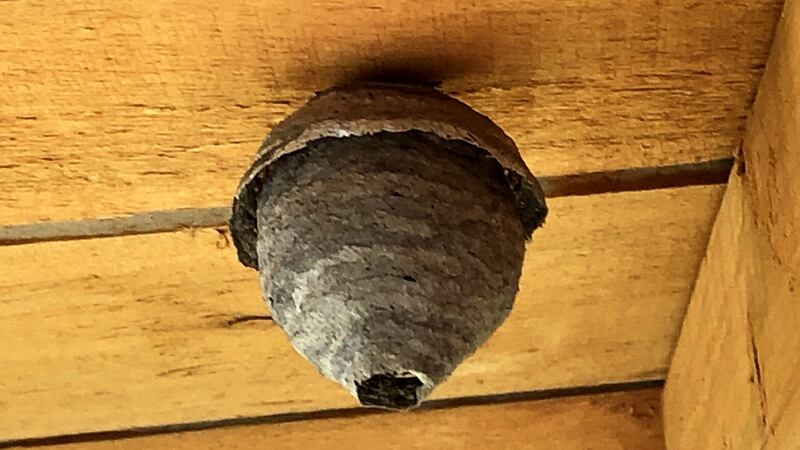 Wasp nest
