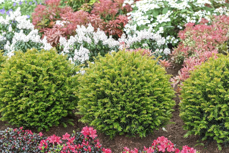European yew: Taxus baccata 'Renke's Kleiner Grüner'