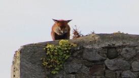 Eye on Nature: Your notes and queries for Eithne Viney