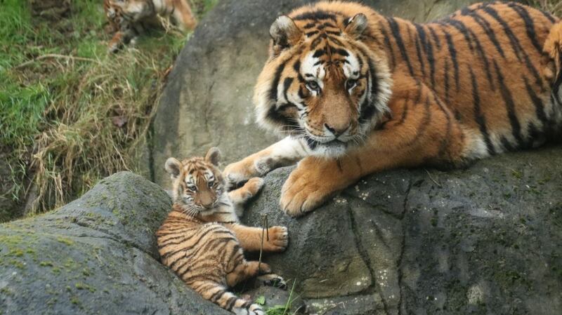 It is hoped the two cubs will join international breeding programmes when they are older. Photograph: Aisleen Greene, Dublin Zoo