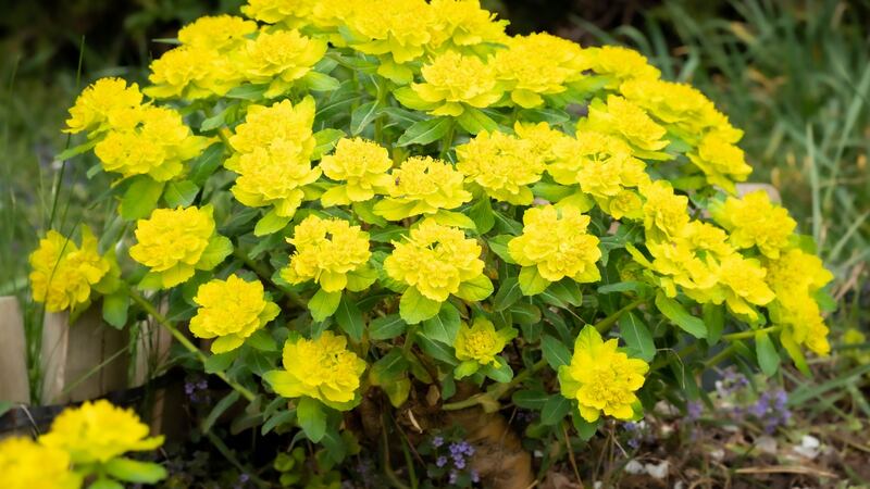 Spurges are the unsung workhorses of many gardens.