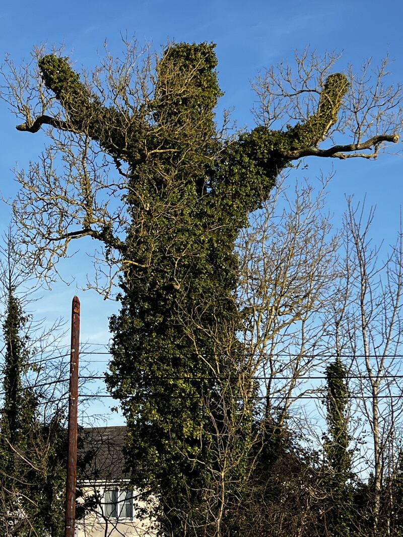 Ivy-covered tree. Photograph via T O'Toole
