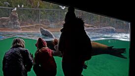 Dublin Zoo disputes allegations in Seanad about animal welfare