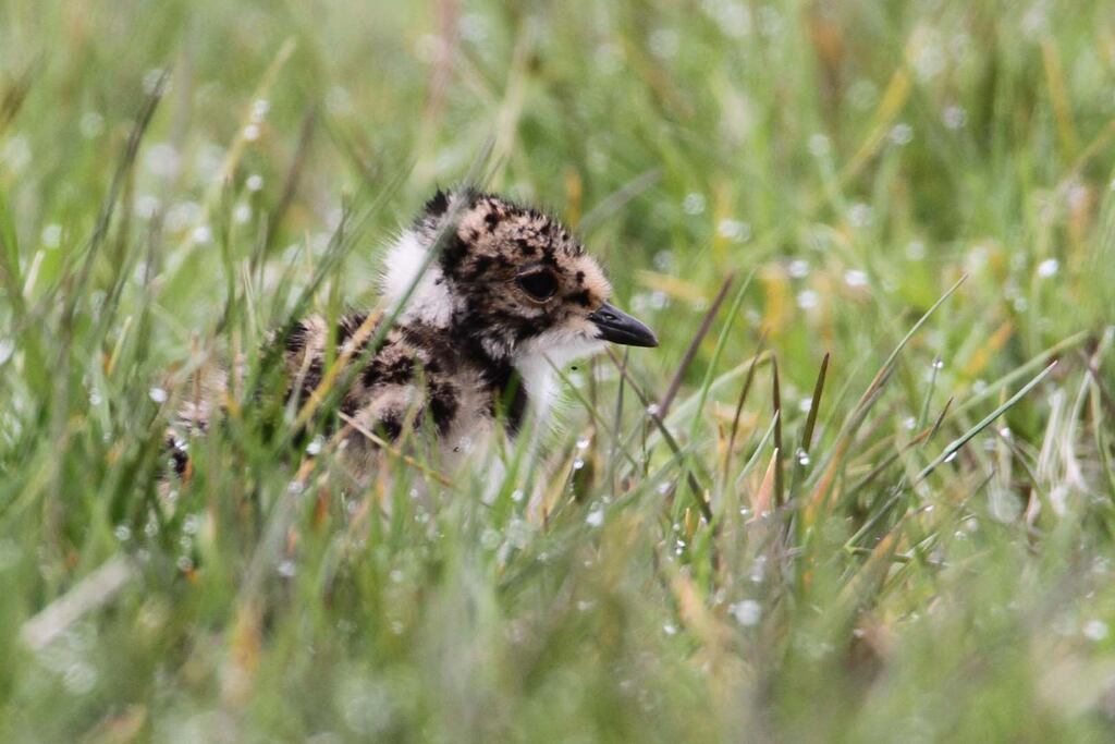 Two breeding pairs of lapwings have been spotted at Lecale Fens special area of conservation, just outside Downpatrick, following efforts by Ulster Wildlife and local farmer John Crea. Photograph: Margaret Holland/Ulster Wildlife/PA Wire