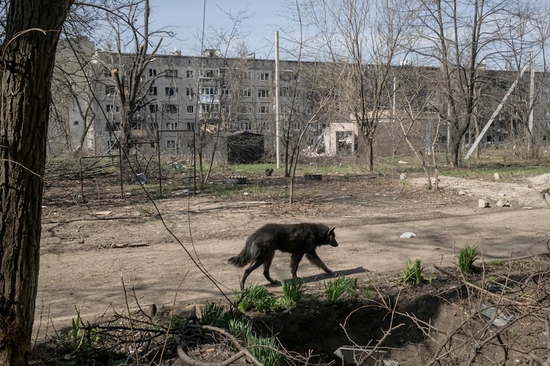 A stray dog walks down a street near damaged buildings in Bakhmut, eastern Ukraine. Photograph: Mauricio Lima/New York Times