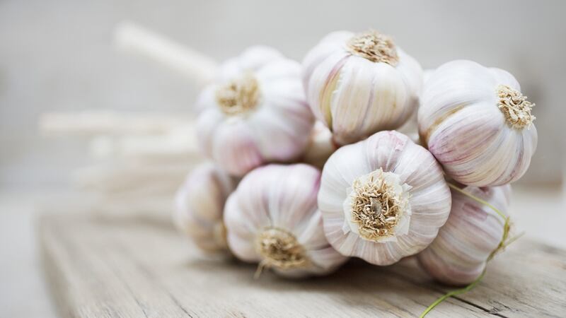 Lift the garlic bulbs gently using a garden fork to avoid damaging them