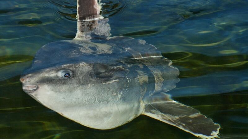 Sunfish at the Galway Atlantaquaria in Salthill. Photograph: Joe O’Shaughnessy