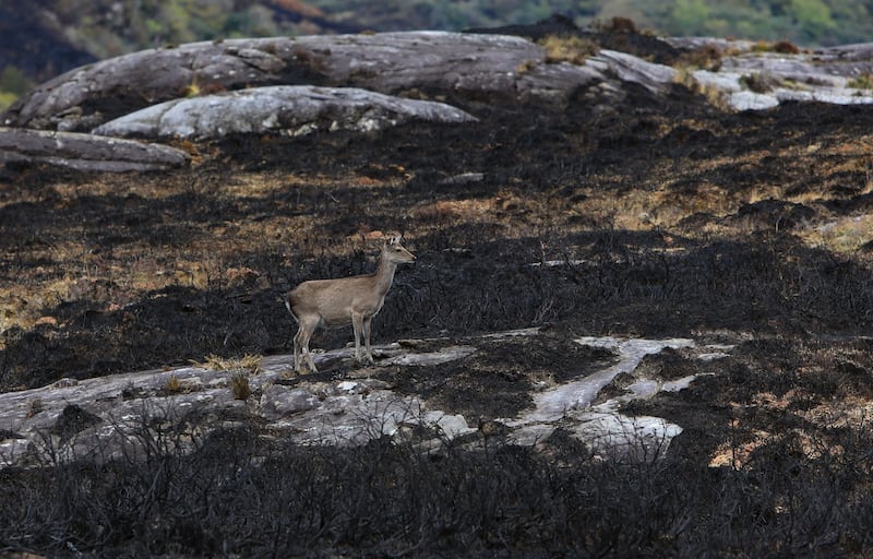 A sika deer stands near the entrance of Glaishin na Marbh, along the Long Range river, in the aftermath of a devastating fire in Killarney National Park, Co Kerry. Photograph: Valerie O'Sullivan/NPWS