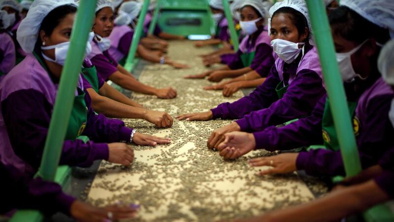 Workers sort through coffee beans at the Timor Coffee Co-operative in Dili: remittances bring in more money than coffee, having unseated it as the main non-petroleum income source. Photograph: Jim WATSON