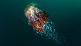 British Wildlife Photography Awards: Jellyfish snap beats all