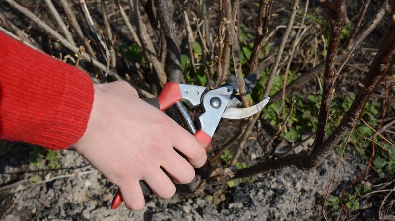 Blackcurrant bush being pruned. Photograph: iStock