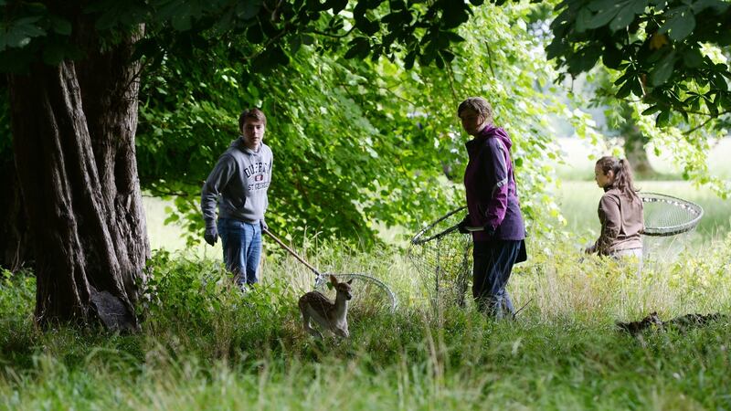 Members of the OPW  working with students from UCD conduct the annual tagging of fawns in Phoenix Park, Dublin.  Photograph: Alan Betson / The Irish Times