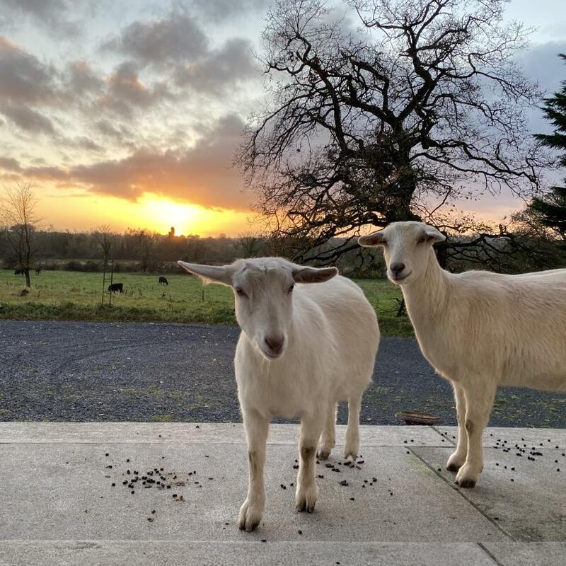 Goats at the front door of Kilglass House