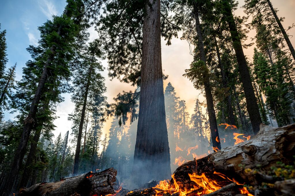 A wildfire burns in the Mariposa Grove of giant sequoias in Yosemite National Park, California. Photograph: Noah Berger/AP