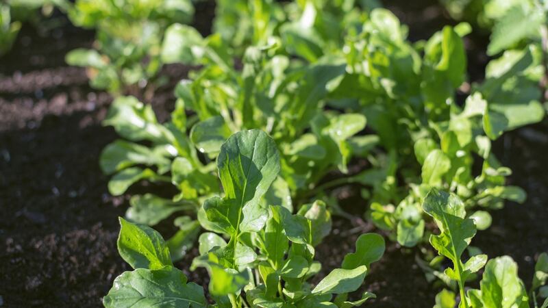 August is a good time of year to sow seed of different kinds of winter salad crops including  rocket. Photograph: iStock