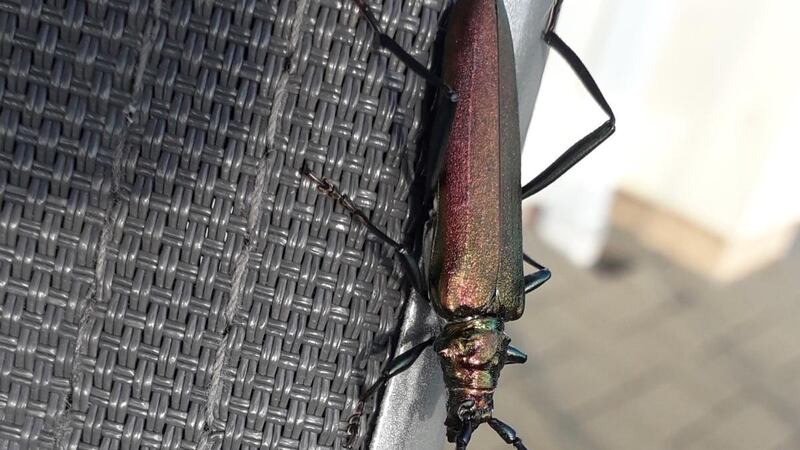 A musk beetle was spotted in Co Kerry.