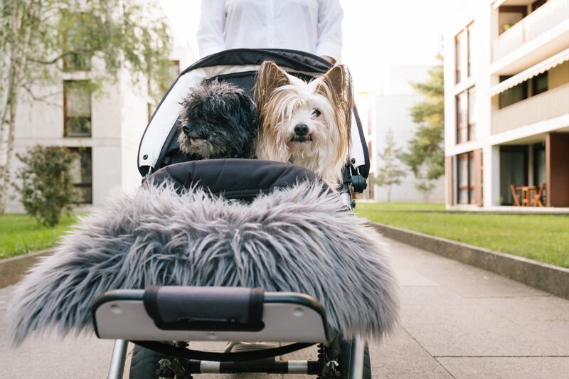 It’s not unusual to see a dog being pushed in a stroller like a newborn, with pet pushchairs available to buy anywhere from Harvey Norman to Amazon
